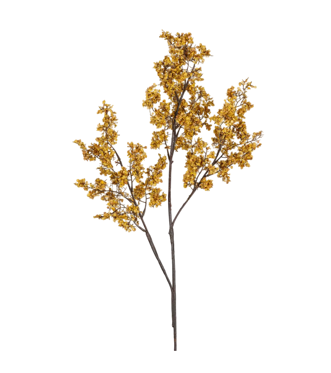 Sedge Winter Saffron