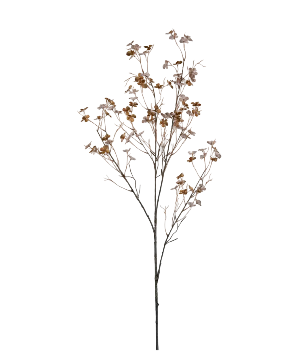 Hibernal Blossom