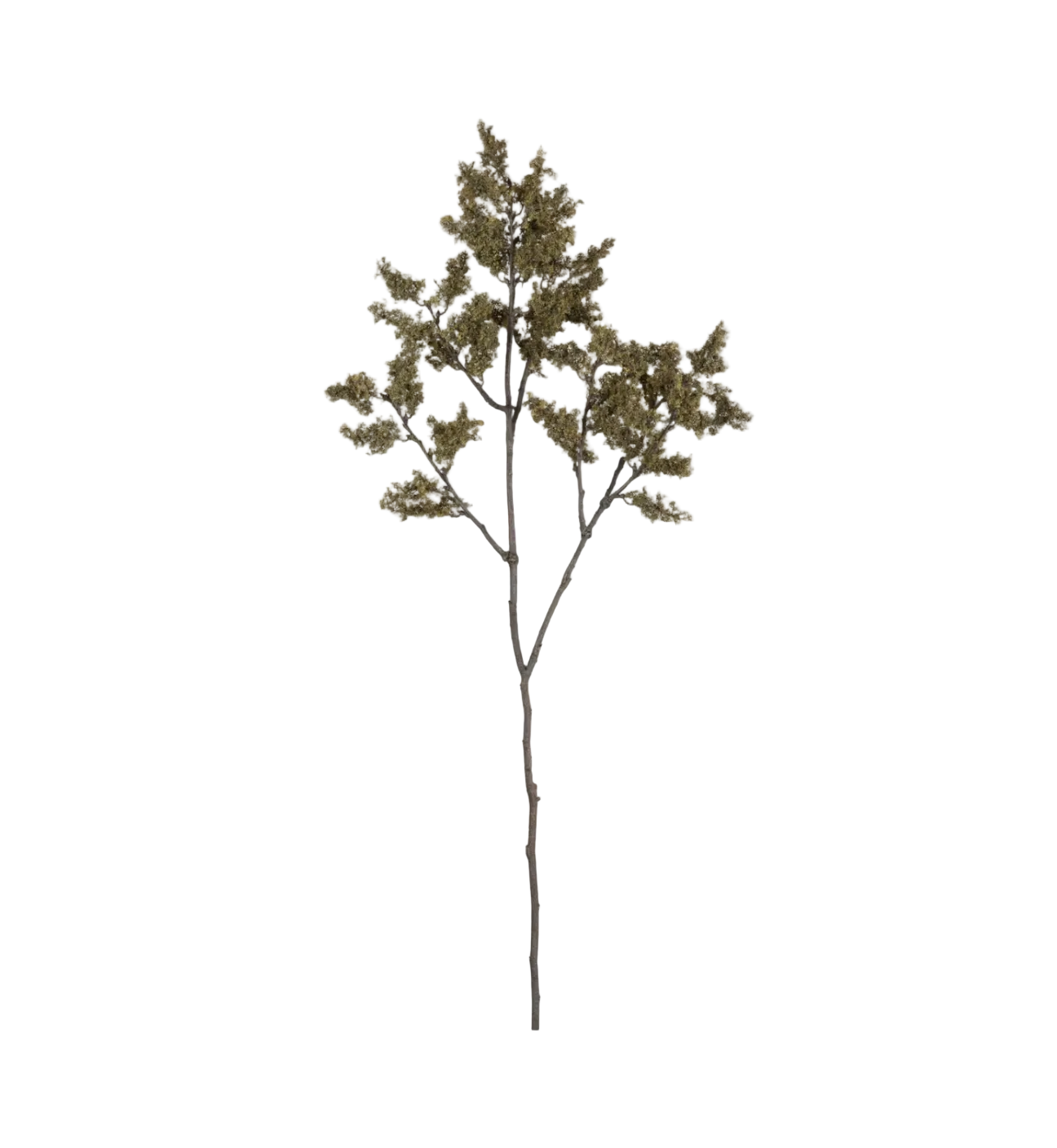 Woodland Branch