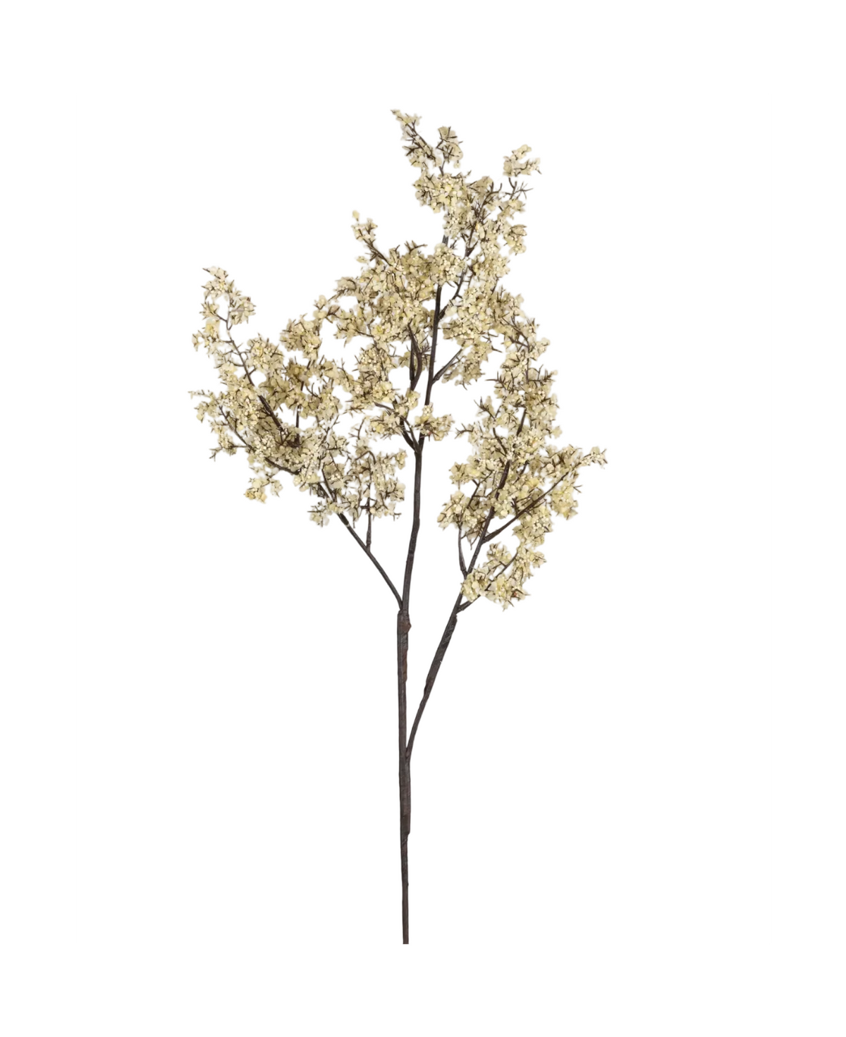 Sedge Winter Dew Botanical