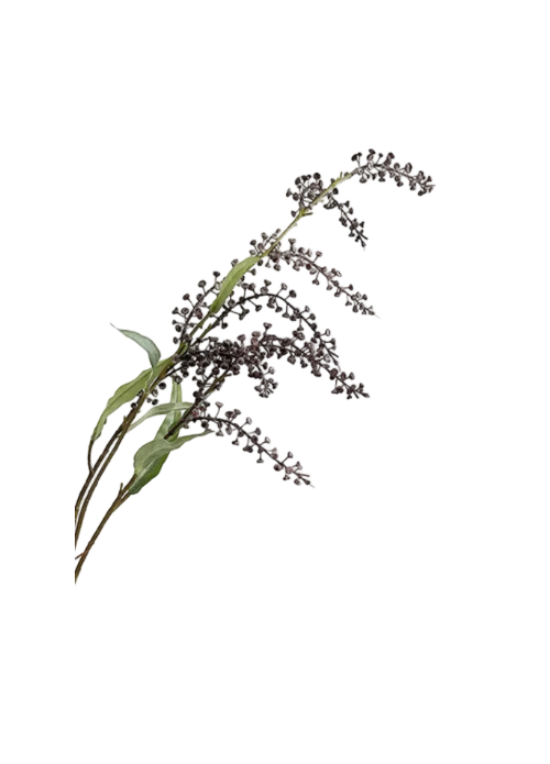 Salix Berry