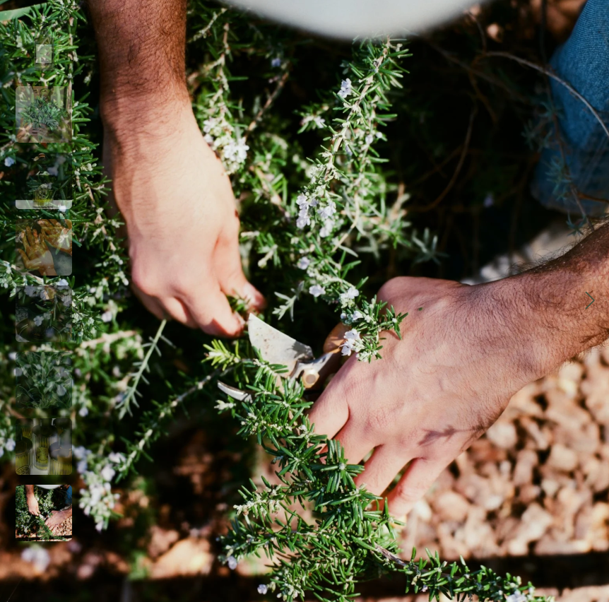 Glass Bottle Rosemary Clary Sage Hand Soap
