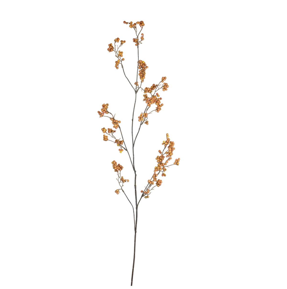 Oriental Bittersweet Berry Botanical