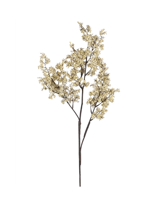Sedge Winter Dew Botanical